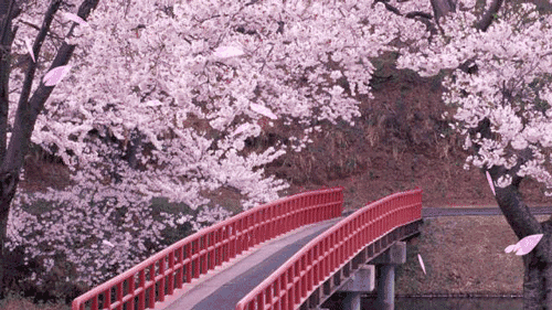 陽(yáng)春三月，這些美景其實(shí)可以帶回家！