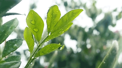 春風(fēng)十里，不如室內(nèi)這抹綠“迷醉”你！