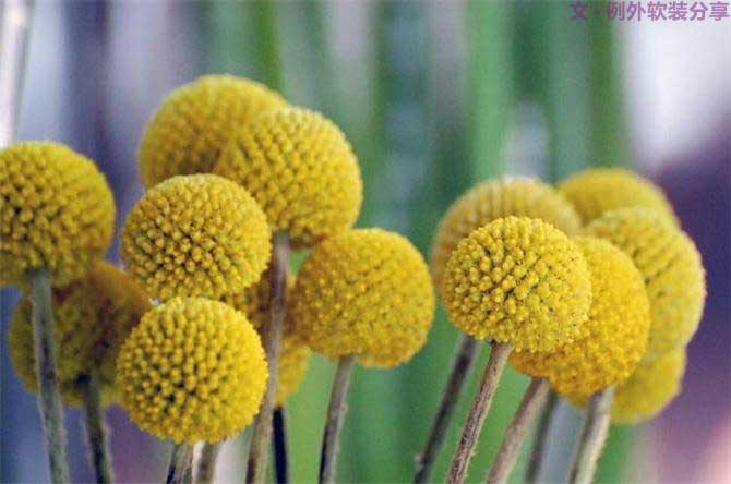 【例外.花箋記】金槌花，敲打在心間的小鼓槌！